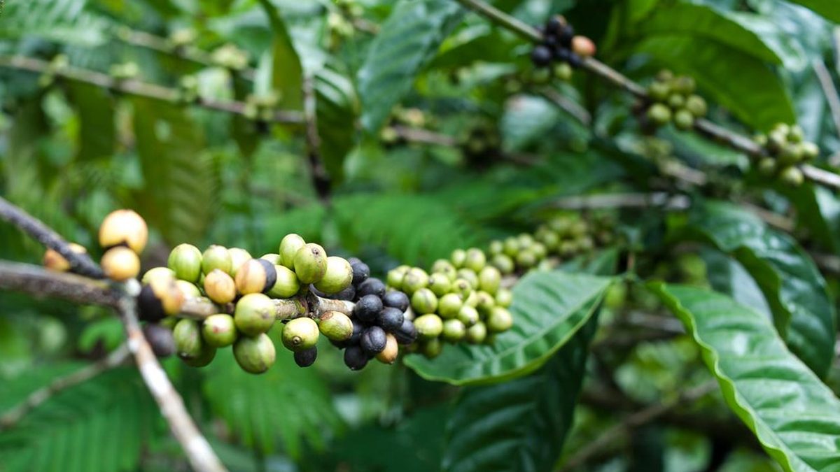 Yan yana konmuş arabica ve robusta kahve çekirdekleri